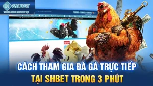 Cách tham gia đá gà trực tiếp tại SHBET trong 3 phút